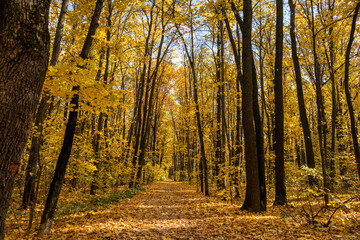 Walking autumn forest with scenic alley in golden leaves on sunny day