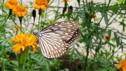 A Brown and White Butterfly on a Yellow Flower