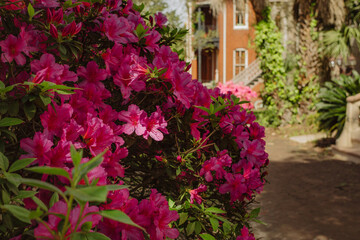 dark pink flowers on bush on neighborhood street