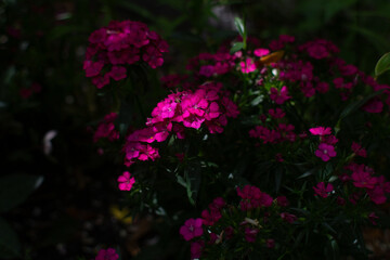 Obraz premium dark pink magenta flowers in the garden