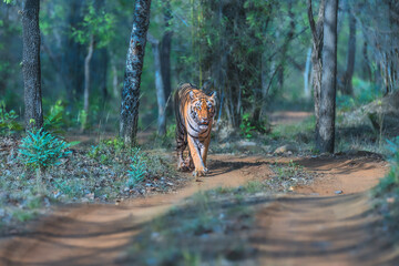 A tiger walking in the forest