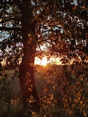 sunset in the forest