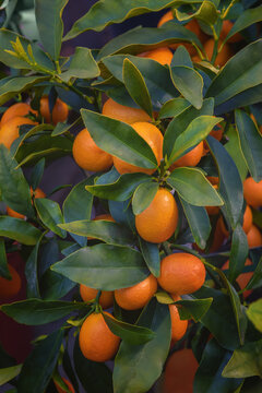 The oval kumquat or Nagami kumquat. Vertical photo