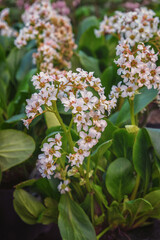 Bergenia 'Bressingham White', an evergreen ornament for the garden