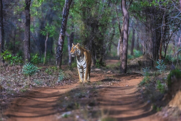 Tiger in the forest