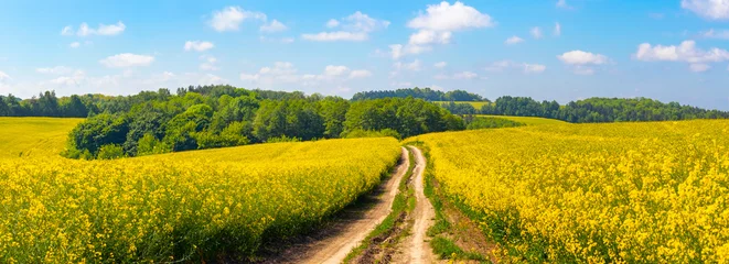 Fotobehang Spring landscape with a road in a field, yellow rapeseed flowers, a forest in the distance and a blue sky with white clouds in sunny weather © Volodymyr