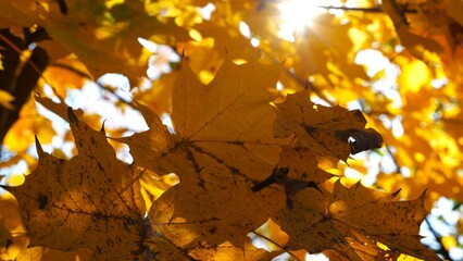 Yellow maple leaves on tree branches gently swaying in the wind at sunny day. Lush autumn orange foliage swinging on breeze at forest. Beautiful colorful fall season. Close up Slow motion