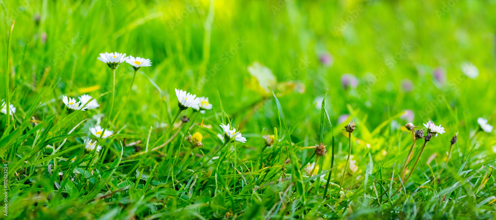 Canvas Prints Spring background with wild flowers and green grass in the meadow