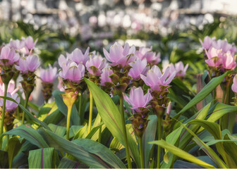 Curcuma sweet, Turmeric. Flower background