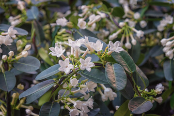 Stephanotis floribunda, the Madagascar jasmine, waxflower, Hawaiian wedding flower