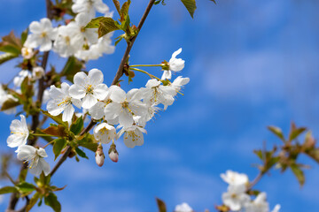 Cherry tree branch with white flowers in garden on blue sky background