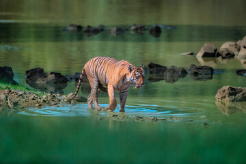 Tiger walking on the water