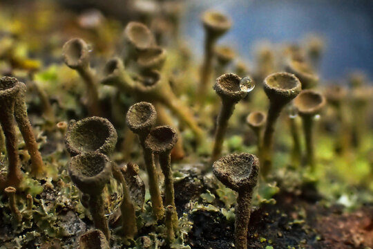 Close-up of Cladonia lichens with cup-shaped podetia growing on decaying wood. Detailed macro view of a forest floor microhabitat