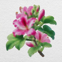 Pink Bauhinia Blossom in Watercolor Style with clipping path