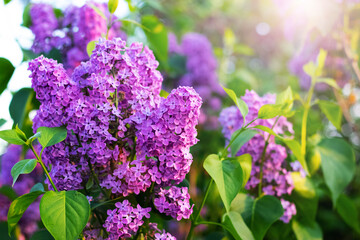 Blooming purple lilac in a spring garden