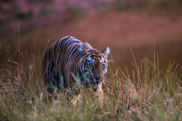 Tiger in the forest