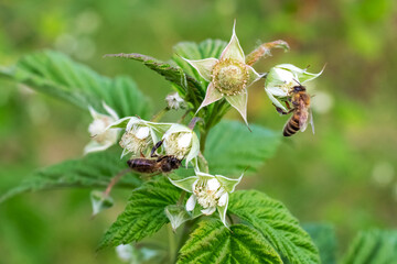 Raspberry branches with flowers and a bee collecting nectar from flowers