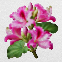 Pink Orchid Tree Flower in Watercolor Style with clipping path