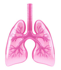 Lung isolated on white background, PNG transparent.