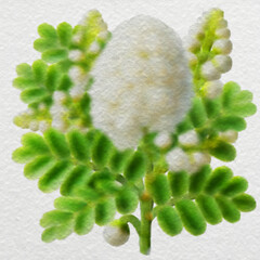 White Acacia Flower in Watercolor Style with clipping path