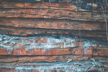 Vultures on the rock