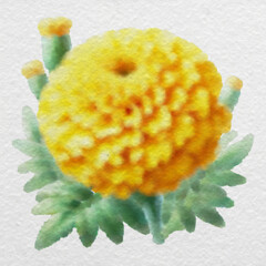 Golden Yellow Marigold in Watercolor Style with clipping path