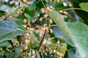 Elaeocarpus with green leaves