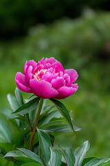 A vivid pink peony flower in full bloom with