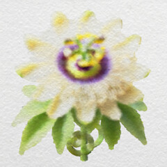 Yellow and Purple Floral Bloom with Green Leaves with clipping path