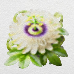 Soft White and Purple Flower with Green Leaves with clipping path
