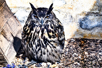 Image of an Eurasian eagle-owl in captivity in a recovery center in the province of Lleida,...