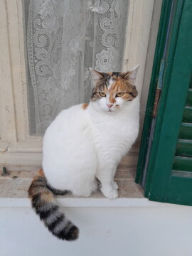 cat on the window