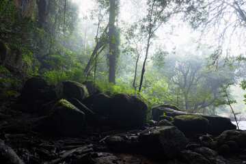 misty morning in green woods