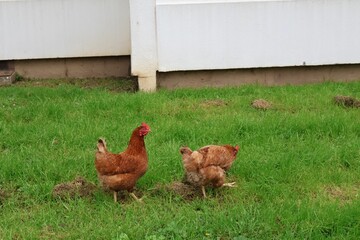 Poulet dans une cité
