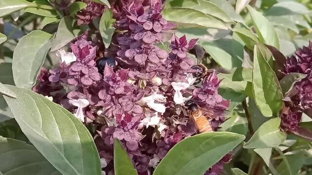 Honey Bee on ocimum basilicum flower or Honey Bee on Basil flower in the garden 