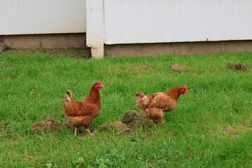 Poulet dans une cité