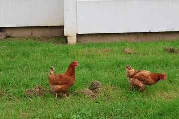 Poulet dans une cité