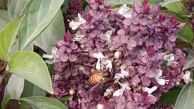 Honey Bee on ocimum basilicum flower or Honey Bee on Basil flower in the garden 