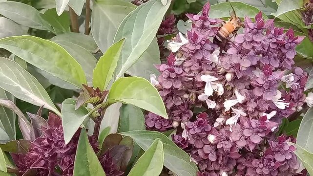 Honey Bee on ocimum basilicum flower or Honey Bee on Basil flower in the garden 