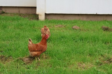Poulet dans une cité