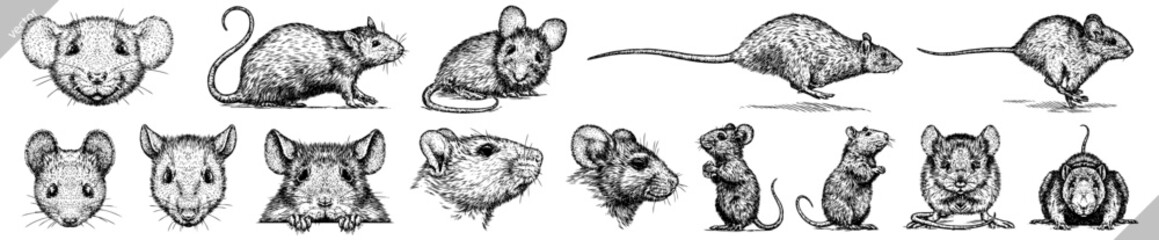 Vintage engraving isolated mouse set illustration mice ink sketch. Rat background rodent silhouette hamster art. Black and white hand drawn vector image