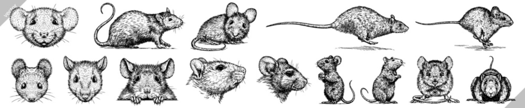 Vintage engraving isolated mouse set illustration mice ink sketch. Rat background rodent silhouette hamster art. Black and white hand drawn vector image