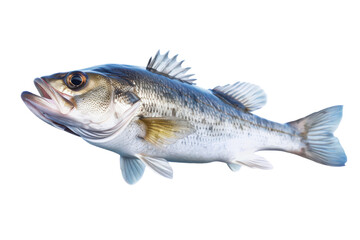 Fototapeta premium Cod Fish Isolated on Transparent or White Background