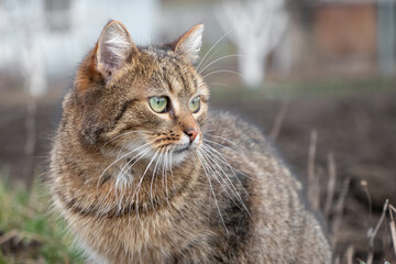 brown tabby cat with an attentive look in the garden in spring