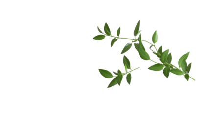 Green twig transparent background