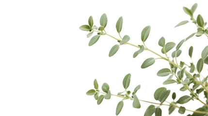 Obraz premium Green twig transparent background