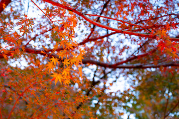 東京都港区白金台　八芳園の紅葉(TOKYO RED GARDEN)