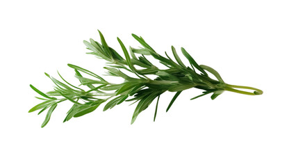 Fototapeta premium Fresh tarragon sprig transparent background