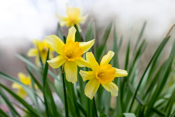 Obraz premium Yellow daffodils bloom in the spring garden