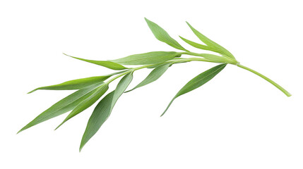 Fototapeta premium Fresh tarragon sprig transparent background